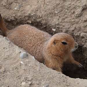 Black-tailed prairie dog (Cynomys ludovicianus), 2019-04-06