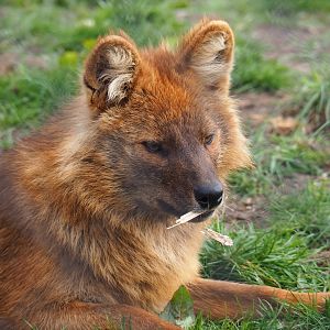 Chinese dhole (Cuon alpinus lepturus), 2019-04-06