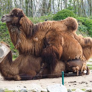 Making more baby Bactrian camels (Camelus bactrianus), 2019-04-06