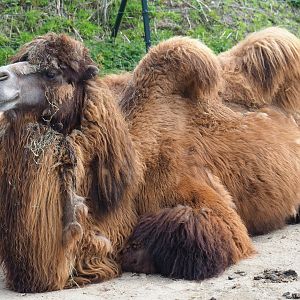 Bactrian camel (Camelus bactrianus), 2019-04-06