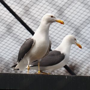 Lesser black-backed gulls (Larus fuscus), 2019-04-06