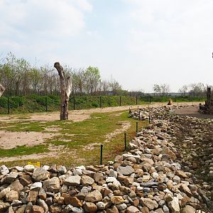 Bactrian camel paddock, 2019-04-06