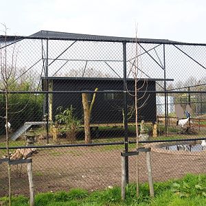 Red-crowned crane - Black-tailed gull - Lesser black-backed gull - Cheer pheasant aviary, 2019-04-06