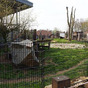 Giant anteater and Azara's agouti paddock, 2019-04-06