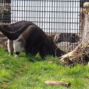 Giant anteater (Myrmecophaga tridactyla), 2019-04-06
