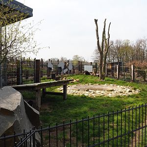 Giant anteater and Azara's agouti paddock, 2019-04-06