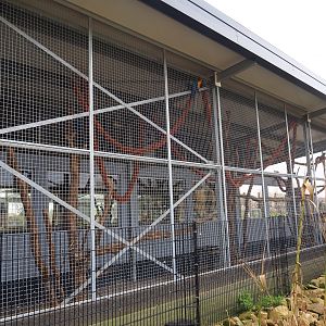 South America house - Blue-and-gold macaw aviary, 2019-04-06