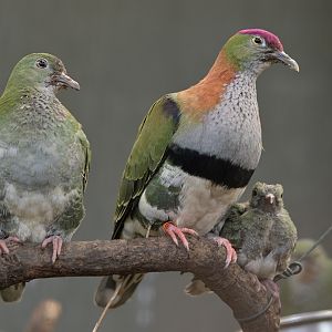 Superb fruit dove family
