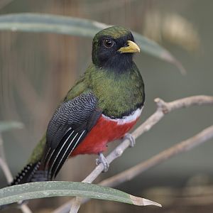 Collared trogon male