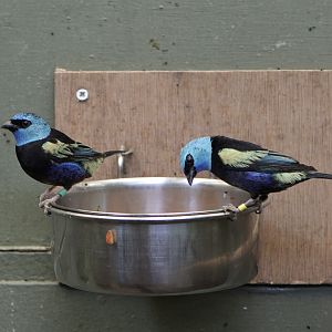Blue-necked tanagers