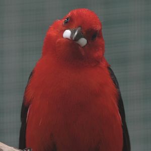 Brazilian scarlet tanager male