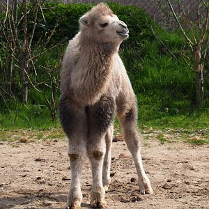 Bactrian camel calf (Camelus bactrianus), 2019-04-06