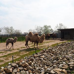 Bactrian camel paddock and barn, 2019-04-06