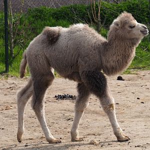 Bactrian camel calf (Camelus bactrianus), 2019-04-06