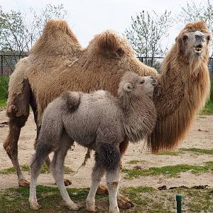 Bactrian camels (Camelus bactrianus), 2019-04-06