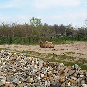 Bactrian camel paddock, 2019-04-06