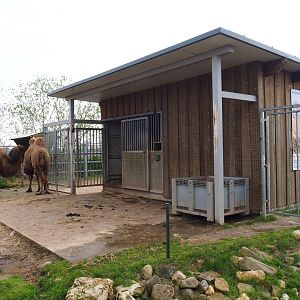 Bactrian camel barn, 2019-04-06