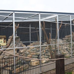 Rock cavy - Guira cuckoo exhibit, 2019-04-06
