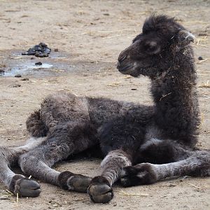 Four-day old Bactrian camel calf (Camelus bactrianus), 2019-04-06