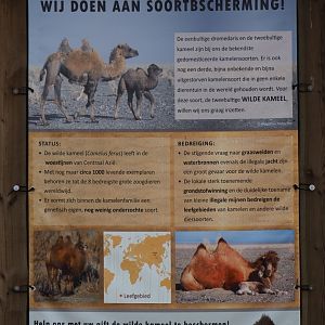 Wild camel conservation sign, 2019-04-06