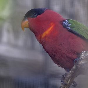 Purple-naped lory