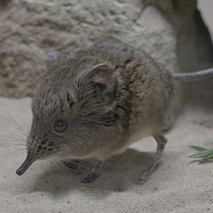 Short-eared elephant shrew