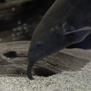 Elephant-nosed fish using its 'nose'