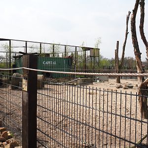 Southern white-lipped peccary pen, 2019-04-06