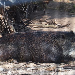 Southern white-lipped peccary (Tayassu pecari albirostris), 2019-04-06