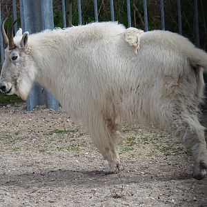 Rocky Mountain goat (Oreamnos americanus), 2019-04-06