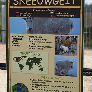 Sign Rocky Mountain goat (Oreamnos americanus), 2019-04-06