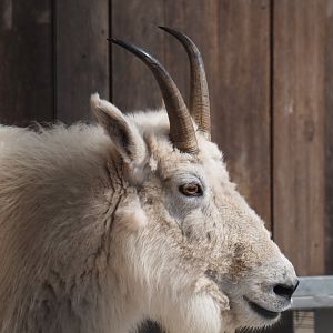 Rocky Mountain goat (Oreamnos americanus), 2019-04-06