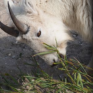 Rocky Mountain goat (Oreamnos americanus) chewing on bamboo, 2019-04-06