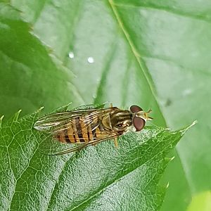 Marmalade hoverfly - Episyrphus balteatus