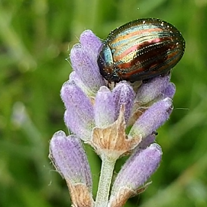 Rainbow leaf beetle - Chrysomela cerealis