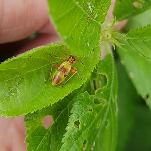 Nymph Closterotomus fulvomaculatus