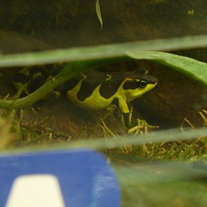 Variable Harlequin Toad (Atelopus varius) at Manchester Museum Vivarium - 19/04/2019