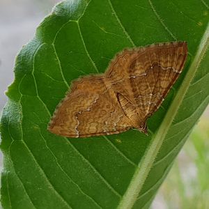Yellow shell - Camptogramma bilineata
