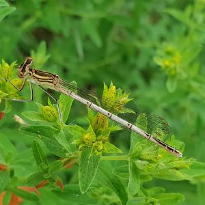 White-legged damselfly - Platycnemis pennipes - female