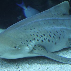 Zebra Shark