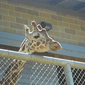 Reticulated giraffe