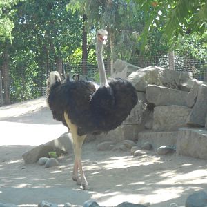 Common ostrich