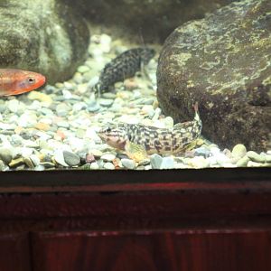 Georgia Aquarium- Tennessee gudgeon sp.?