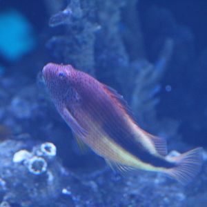 Georgia Aquarium- Tropical fish ID?