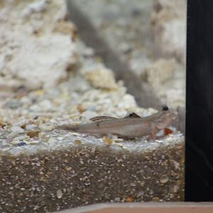 Georgia Aquarium- Mudskipper sp.?