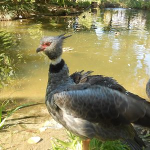 Southern screamer