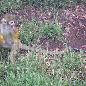 Guianan squirrel monkey