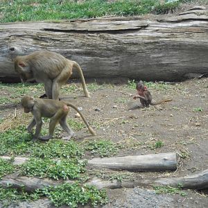 Hamadryas baboons