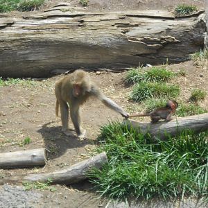 Hamadryas baboons