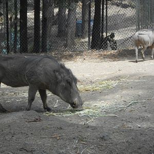 Common warthogs